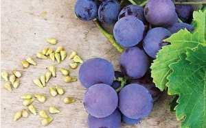 கறுப்பு திராட்சை